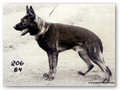 Brando vom R�dertal